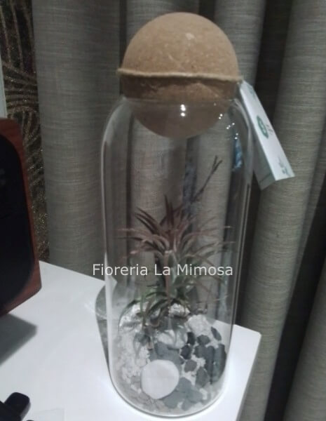 Tillantsia in vetro
